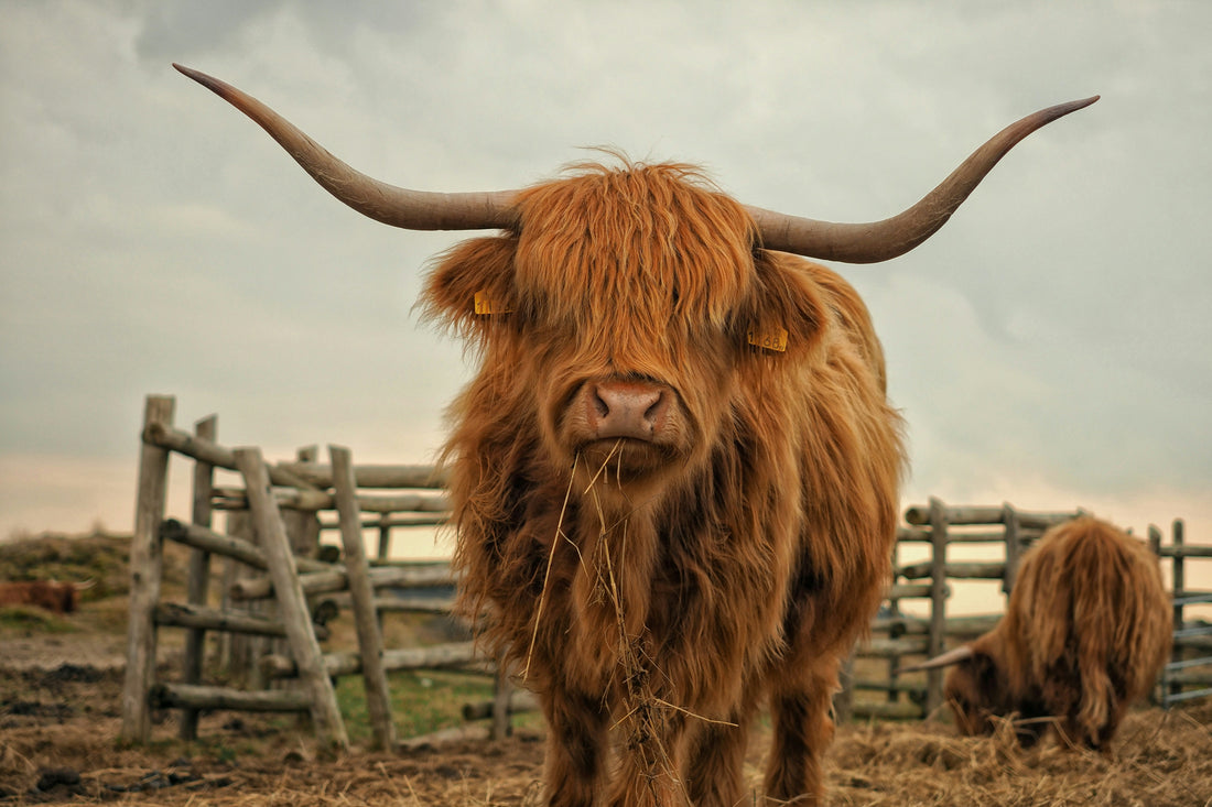 Highland cow, known for natural and nutrient-rich tallow used in skincare